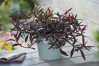 《ELEX II》战斗模式预告发布 为捍卫领主而战